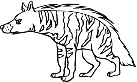 Striped Hyena 12 Coloring Page